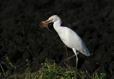 Cattle Egret with catch ( mouse )