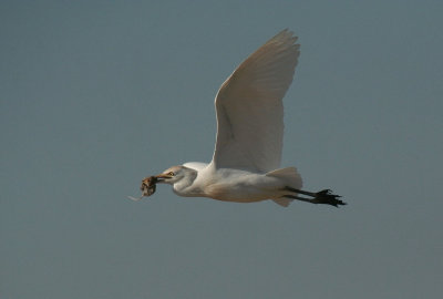 Cattle Egret in flight with catch ( mouse )