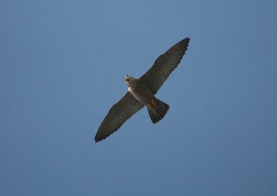 Peregrin Falcon