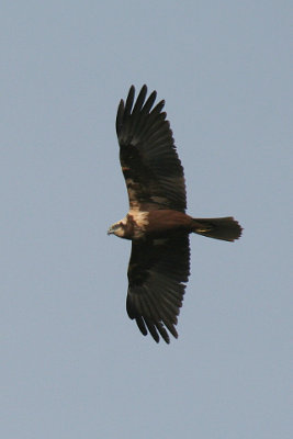 Marsh Harrier ( female )