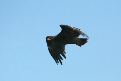 Spotted Eagle