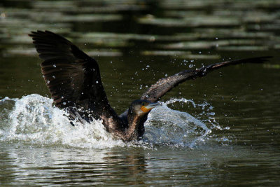 Cormorant