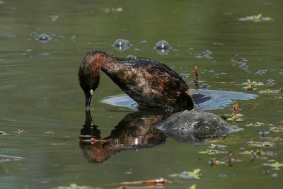 Little Grebe