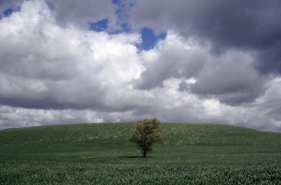My tree in spring