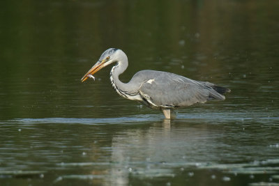 Grey Heron with catch