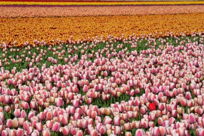 Texel, birds and tulips