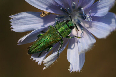 Living emerald