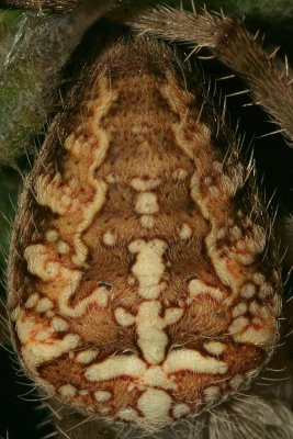 Living carpet