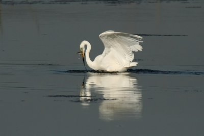 Great White Egret with prey