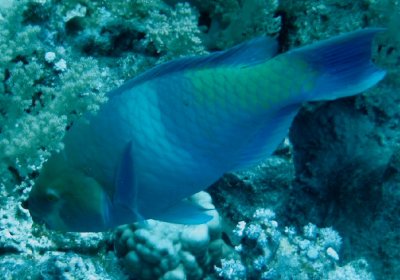 Bluebarred Parrotfish.jpg