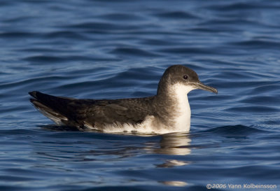 Manx Shearwater, adult
