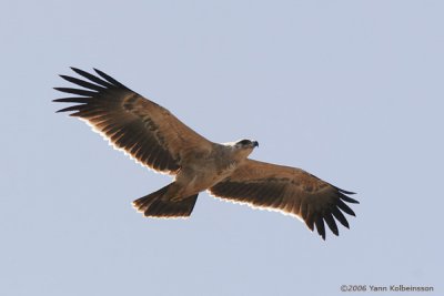 Tawny Eagle (Aquila rapax)