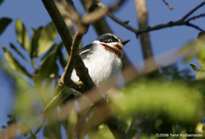 Chinspot Batis (Batis molitor)
