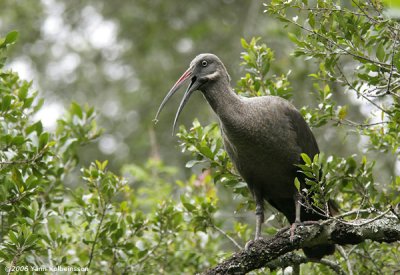 Threskiornithidae (ibis & spoonbills)