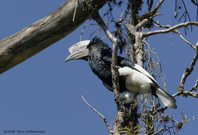 Black-and-white-casqued Hornbill (Ceratogymna subcylindricus)