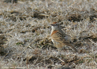 Red-capped Lark, adult