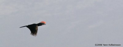 Silvery-cheeked Hornbill, male