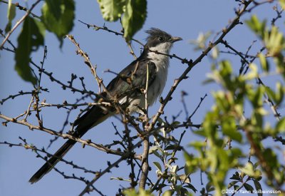 Pied Cuckoo (Clamator jacobinus)
