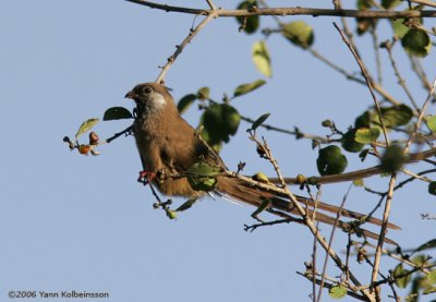 Speckled Mousebird (Colius striatus)