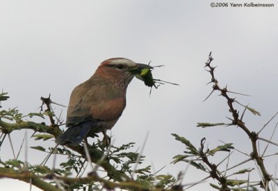 Rufous-crowned Roller (Coracias naevia)