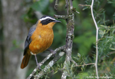 White-browed Robin-Chat, adult