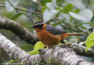 Rppell's Robin-Chat, adult