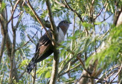 Red-chested Cuckoo, singing male
