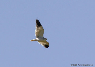 Black-shouldered Kite