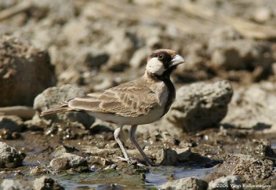 Fischer's Sparrow-Lark, male