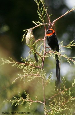 Red-collared Widowbird, pair