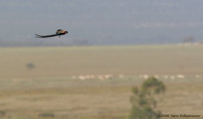 Long-tailed Widowbird, breeding male