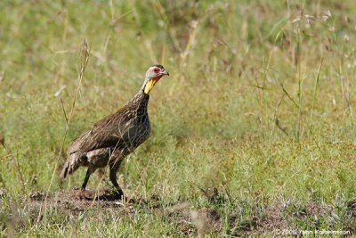 Yellow-necked Francolin