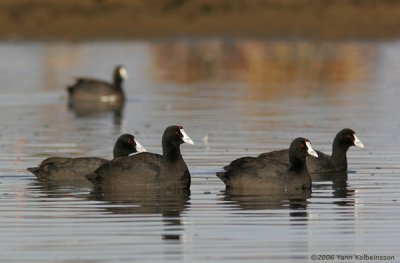 Red-knobbed Coot (Fulica cristata)