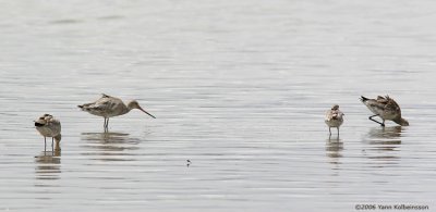 Black-tailed Godwits, non-breeding