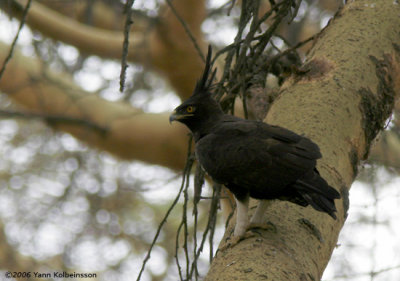 Long-crested Eagle, adult