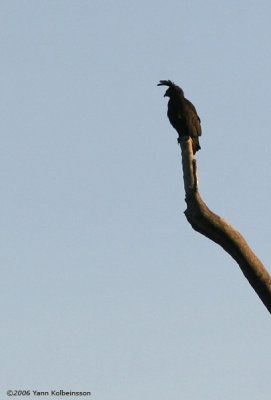 Long-crested Eagle, adult