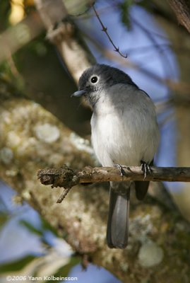 White-eyed Slaty-Flycatcher, adult
