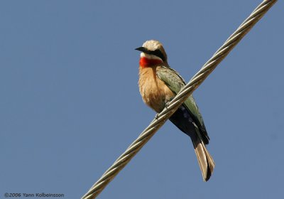 White-fronted Bee-eater, adult