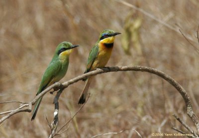 Little Bee-eater, adult (right) and juvenile
