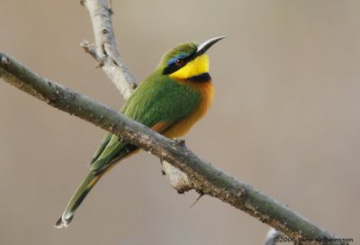 Little Bee-eater, adult