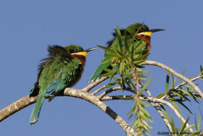 Cinnamon-chested Bee-eater, adults
