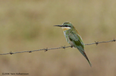 Blue-cheeked Bee-eater, immature
