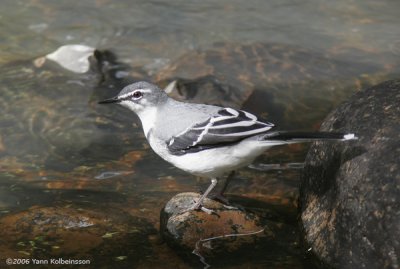 Mountain Wagtail, adult