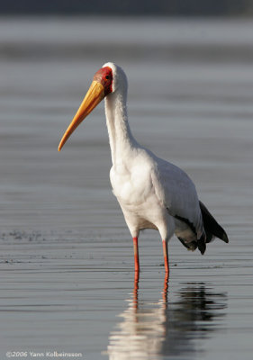 Yellow-billed Stork (Mycteria ibis)