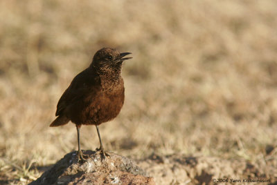 Northern Anteater-Chat, singing male