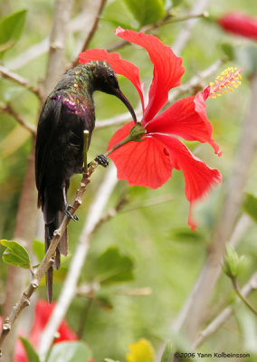 Tacazze Sunbird (Nectarinia tacazze)