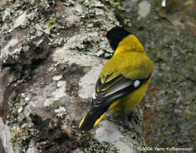 Black-tailed (Montane) Oriole, adult