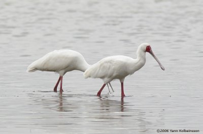 African Spoonbill (Platalea alba)