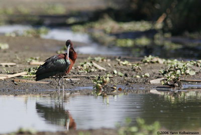 Glossy Ibis, adult