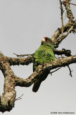 Red-fronted Parrot (Poicephalus gulielmi)